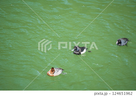 宇治川のカモ　キンクロハジロ　ホシハジロ　オオバン　宇治市 124651962