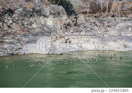 宇治川に集まるカモ　キンクロハジロ　宇治市 124651965