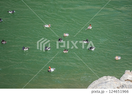 宇治川に集まるカモ キンクロハジロ ホシハジロ 宇治市 宇治川に集まるカモ キンクロハジロ ホシハジロ 宇治市 124651966