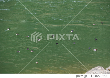 宇治川に集まるカモ　キンクロハジロ　ホシハジロ　宇治市 124651968