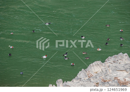 宇治川に集まるカモ キンクロハジロ ホシハジロ 宇治市 宇治川に集まるカモ キンクロハジロ ホシハジロ 宇治市 124651969