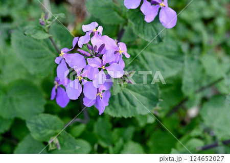 ショカツサイ 124652027