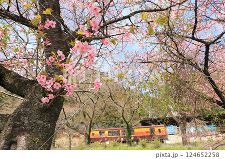 わたらせ渓谷鐵道「桜の花咲く水沼運動公園から見た列車」 わたらせ渓谷鐵道「桜の花咲く水沼運動公園から見た列車」 124652258