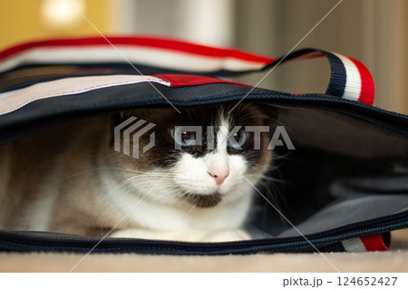 Black and white cat hiding in bag from something that scared him a lot. Cat is sitting in safe place. Black and white cat hiding in bag from something that scared him a lot. Cat is sitting in safe place. 124652427