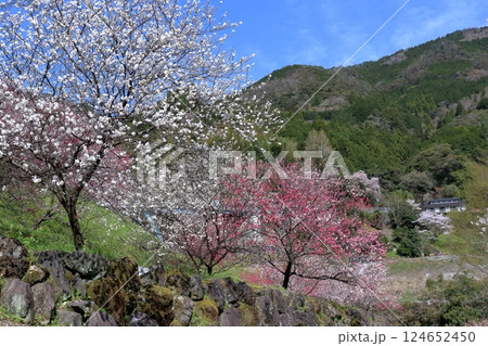 引地橋の花桃 彩り豊かに咲く(高知県 仁淀川町) 引地橋の花桃 彩り豊かに咲く(高知県 仁淀川町) 124652450