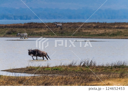 Wildebeest in the Ngorogoro Crater Wildebeest in the Ngorogoro Crater 124652453