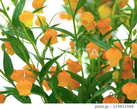 切り花 サンダーソニア 切り花 サンダーソニア 124652488
