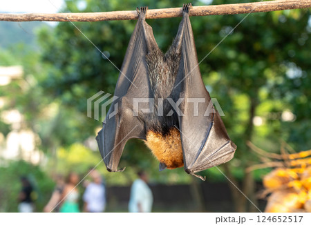Fruit bat, pteropus seychellensis muzzle, seychelles flying foxes close-up on blurred background 124652517