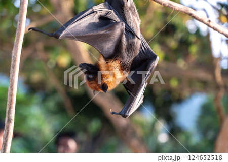 Fruit bat, pteropus seychellensis muzzle, seychelles flying foxes close-up on blurred background 124652518