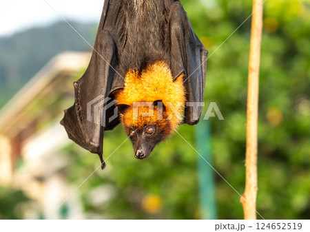 Fruit bat, pteropus seychellensis muzzle, seychelles flying foxes close-up on blurred background 124652519