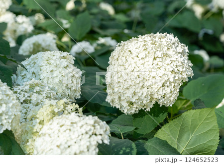 Hydrangea Flowers, Blooming White Hortensia, Hydrangea Paniculata Flower Closeup, Large Inflorescences Hydrangea Flowers, Blooming White Hortensia, Hydrangea Paniculata Flower Closeup, Large Inflorescences 124652523