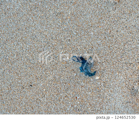 Portuguese man o'war jellyfish on a sandy beach, poisonous Physalia physalis jelly fish, bluebottle Portuguese man o'war jellyfish on a sandy beach, poisonous Physalia physalis jelly fish, bluebottle 124652530