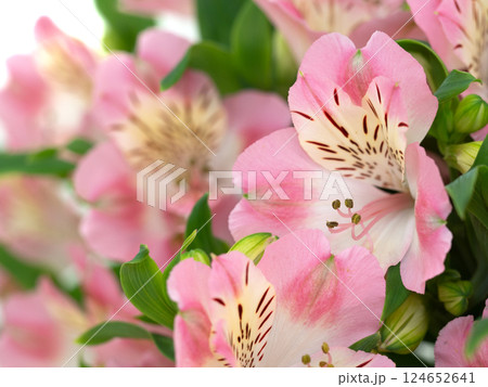 切り花 ピンクのアルストロメリア 切り花 ピンクのアルストロメリア 124652641