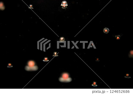 小さいクラゲ 124652686