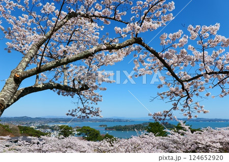 桜満開の西行戻しの松公園より松島を望む。松島、宮城、日本。4月中旬。 124652920