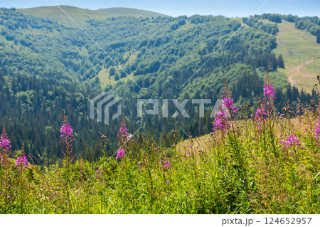 mountainous countryside landscape in summer. beautiful fireweed purple flower among the green grass on the hill. carpathian travel background on a sunny day with blue sky 124652957
