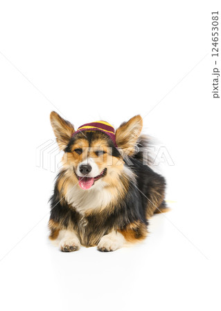 Portrait of beautiful purebred Corgi resting on floor with small hat and peaceful face against white studio background. Portrait of beautiful purebred Corgi resting on floor with small hat and peaceful face against white studio background. 124653081