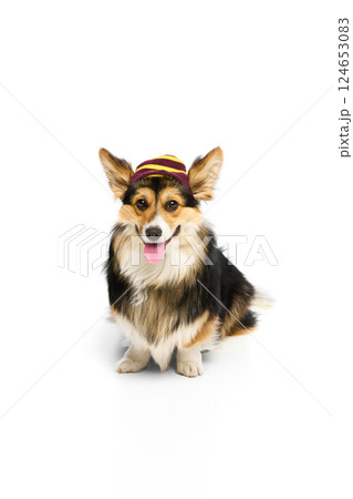 Portrait of purebred Corgi wearing tiny striped cap sitting calmly against white background. Concept of pet fashion Portrait of purebred Corgi wearing tiny striped cap sitting calmly against white background. Concept of pet fashion 124653083