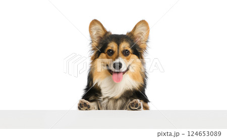 Happy corgi showing paws in cheerful pose, tongue out, smiling directly into camera against white studio background. 124653089