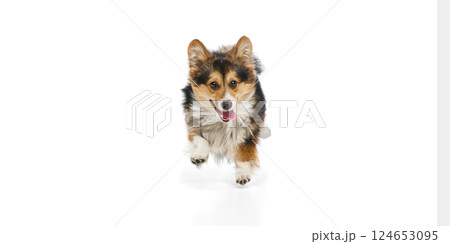 Excited purebred welsh corgi dashing playfully towards camera with open eyes and raised paw on white background. Excited purebred welsh corgi dashing playfully towards camera with open eyes and raised paw on white background. 124653095