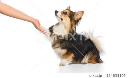 Tricolor corgi giving paw to human hand in obedient gesture on white studio background. 124653105