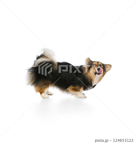 Tricolor corgi bending forward with tongue out and curious eyes against white background. Concept of pet communication Tricolor corgi bending forward with tongue out and curious eyes against white background. Concept of pet communication 124653122