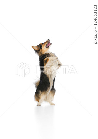 Tricolor corgi rolling on back with happy face and raised paw against white background. Concept of trustful behavior Tricolor corgi rolling on back with happy face and raised paw against white background. Concept of trustful behavior 124653123