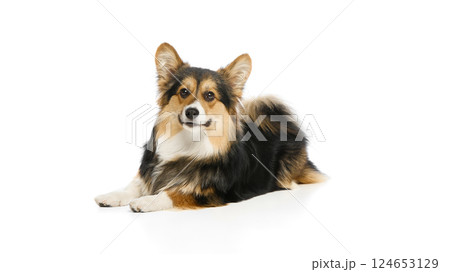 Tricolor corgi laying sideways with fluffy tail raised, looking back calmly against white background. 124653129