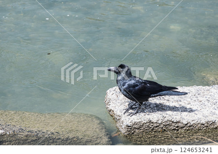 カラス（ハシブトガラス） 124653241