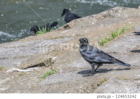 カラス（ハシブトガラス） 124653242