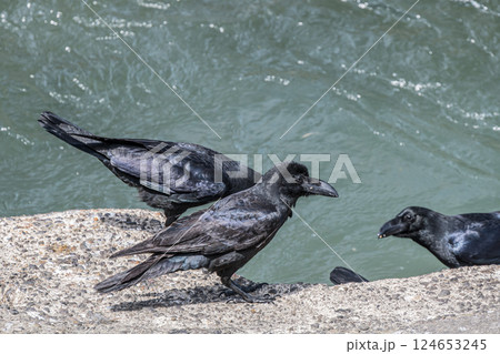カラス（ハシブトガラス） 124653245