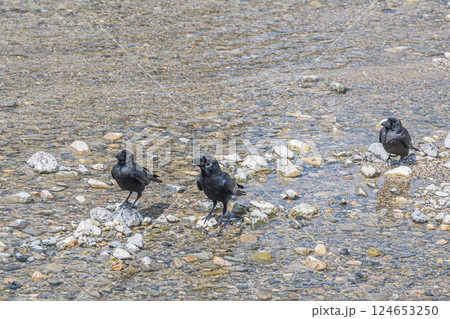 カラス（ハシブトガラス） 124653250