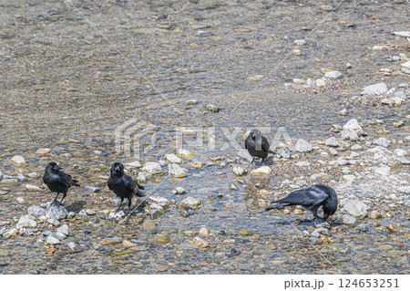 川の中州に集まるカラス（ハシブトガラス） 124653251