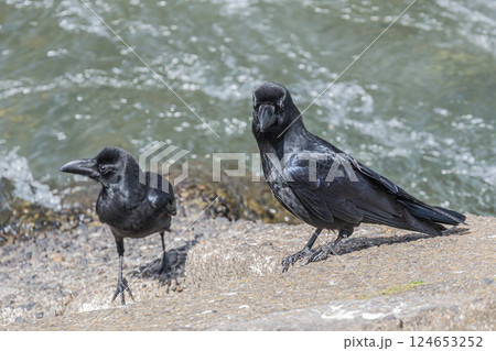 カラス（ハシブトガラス） 124653252
