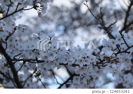 春の陽射しを浴びる桜 春の陽射しを浴びる桜 124653261