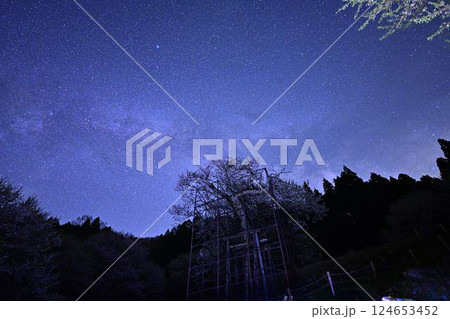 天の川と樽見の大ザクラ 124653452