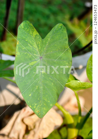 Colocasia esculenta, Lemon Lime Gecko or Colocasia Colocasia esculenta, Lemon Lime Gecko or Colocasia 124653473