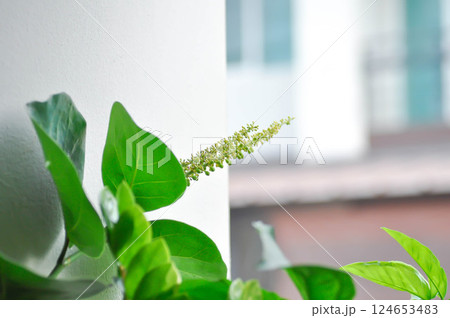 Coccoloba uvifera ,Sea grape or POLYGONACEAE with seed and flower Coccoloba uvifera ,Sea grape or POLYGONACEAE with seed and flower 124653483