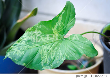 Syngonium podophyllum, Arrowhead Vine or Goosefoot Plant or Araceae or bicolor syngonium Syngonium podophyllum, Arrowhead Vine or Goosefoot Plant or Araceae or bicolor syngonium 124653485