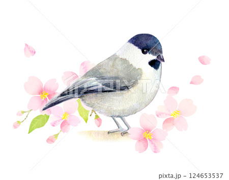 水彩イラスト　桜の季節のコガラ 124653537