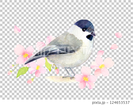 水彩イラスト　桜の季節のコガラ 124653537