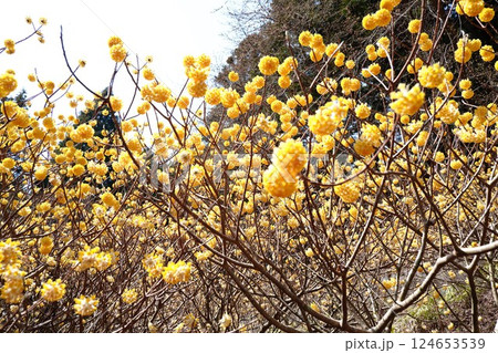 ミツマタ群生地 ミツマタ群生地 124653539