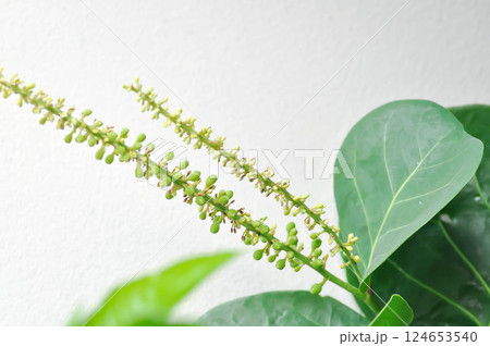 Coccoloba uvifera ,Sea grape or POLYGONACEAE with seed and flower Coccoloba uvifera ,Sea grape or POLYGONACEAE with seed and flower 124653540