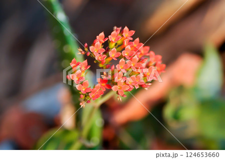 Kalanchoe blossfeldiana Poelln, Kalanchoe blossfeldiana or Flaming Katy or Kalanchoe or CRASSULACEAE or red flowers 124653660