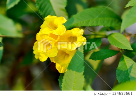 Trumpet vine, Yellow bell or Yellow elder or yellow flower 124653661