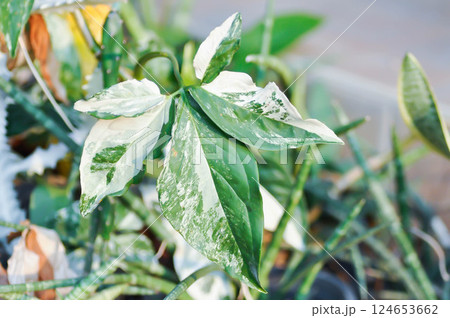 Syngonium podophyllum, Arrowhead Vine or Goosefoot Plant or Araceae 124653662