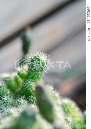 Mammillaria Spinosissima cv Un Pico f Montrose, Mammillaria Spinosissima or Mammillaria cactus Mammillaria Spinosissima cv Un Pico f Montrose, Mammillaria Spinosissima or Mammillaria cactus 124653664
