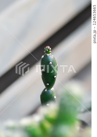 opuntia, opuntia canterae or opuntia canterae elata opuntia, opuntia canterae or opuntia canterae elata 124653665