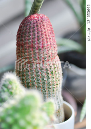 echinocereus pectinatus rubispinus,echinocereus pectinatus or pink cactus or cactus , succulent echinocereus pectinatus rubispinus,echinocereus pectinatus or pink cactus or cactus , succulent 124653666