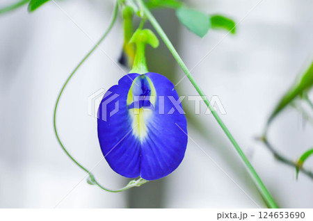 butterfly pea , blue pea flower or Clitoria ternatea L or blue flowers or FABACEAE or LEGUMINOSAE or FABOIDEAE or PAPILIONOIDEAE or PAPILIONACEAE butterfly pea , blue pea flower or Clitoria ternatea L or blue flowers or FABACEAE or LEGUMINOSAE or FABOIDEAE or PAPILIONOIDEAE or PAPILIONACEAE 124653690